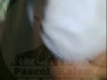 19a7a617c967bb542c5e3489096f9535.jpeg
